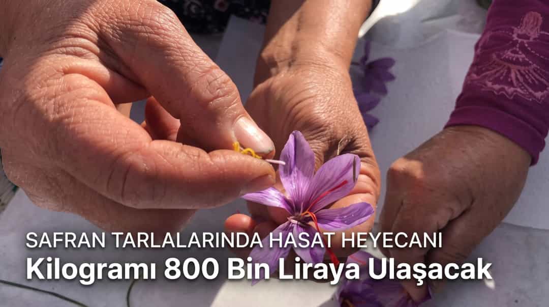 Safran Tarlalarında Hasat Heyecanı: Kilogramı 800 Bin Liraya Ulaşacak