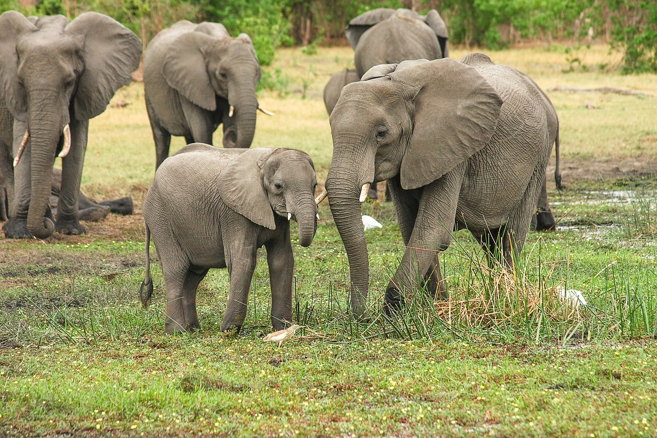Botswana, Almanya’yı 20 bin  fil göndermekle tehdit etti