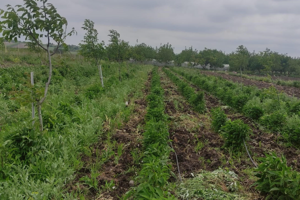 Balıkesir Büyükşehir, ”Sözleşmeli Üretim Modeli”ni takip ediyor