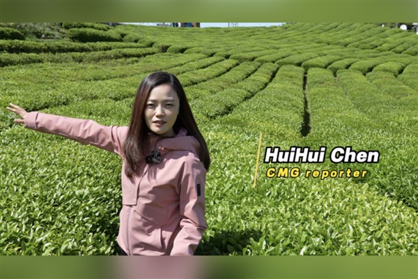 Çinli muhabirin Türk çayına yolculuğu