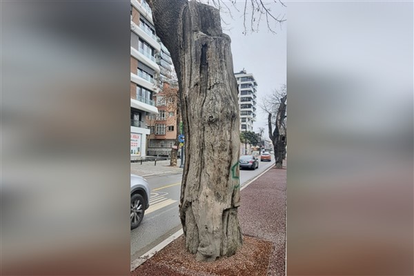 Kadıköy’de hasta ağaçların yerine yenileri dikilecek