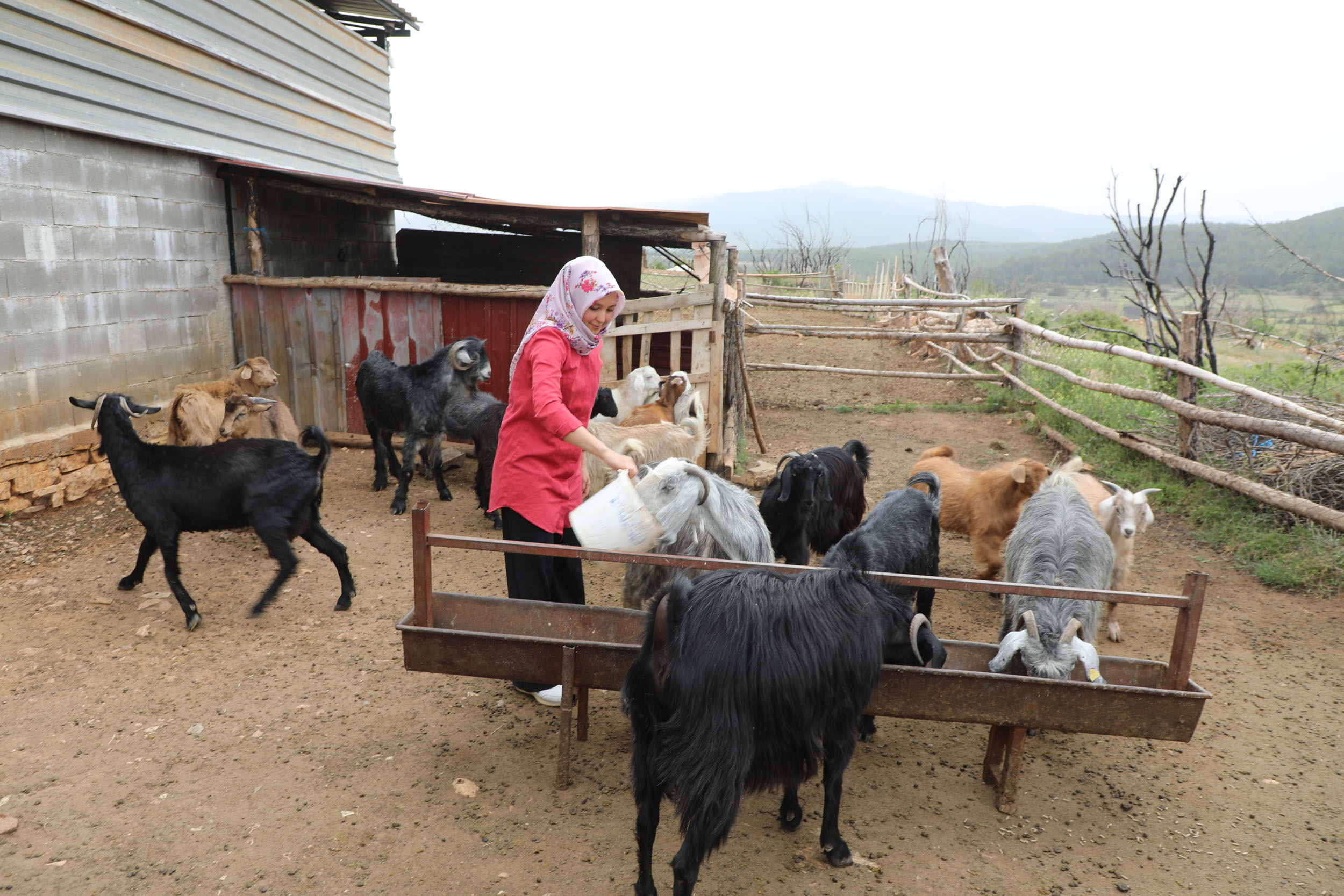 Muğla’nın Kıl Keçisi projesi, kadın üreticilere kazandırmaya devam ediyor