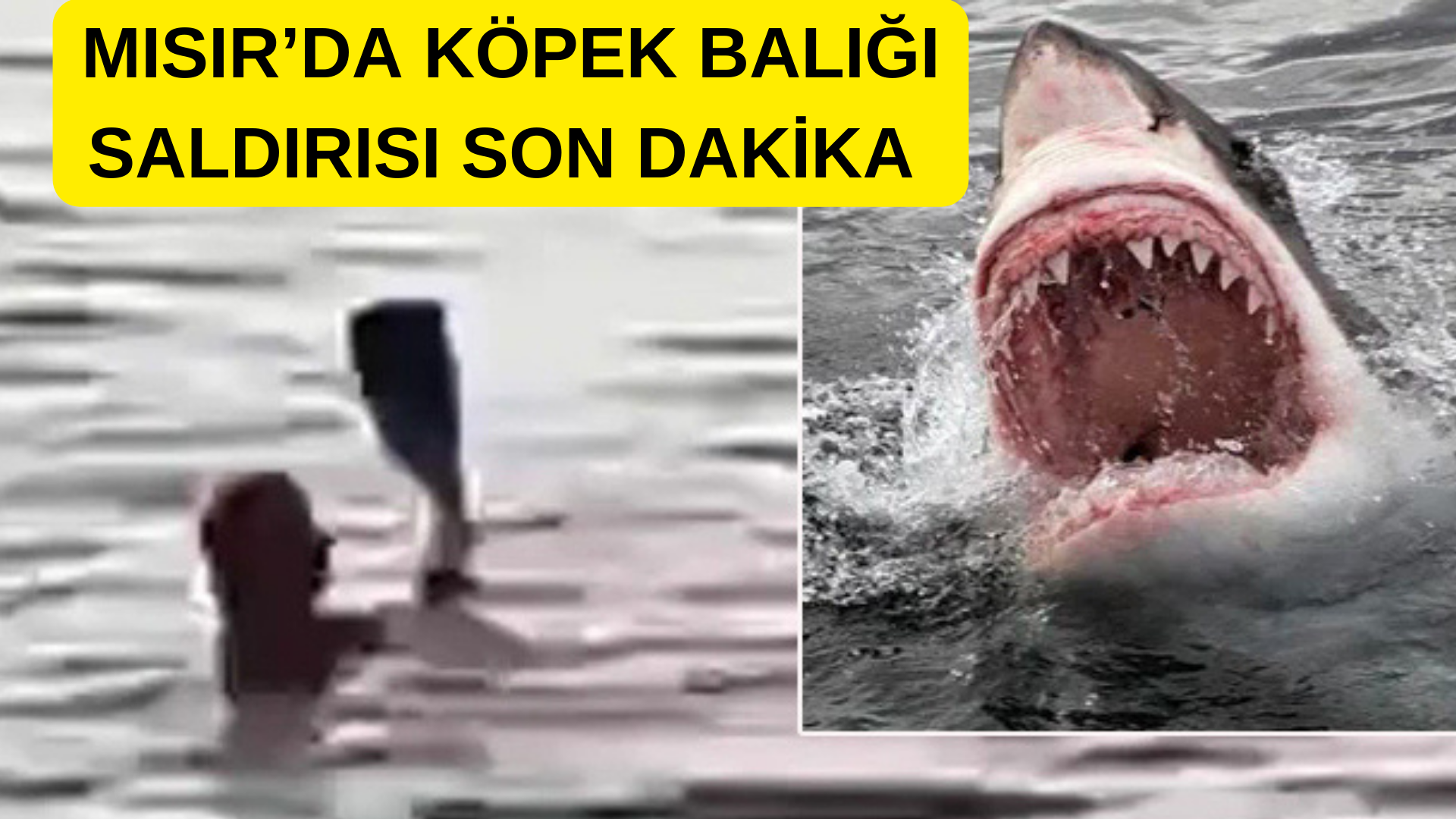 MISIR’DA KÖPEK BALIĞI SALDIRISI!