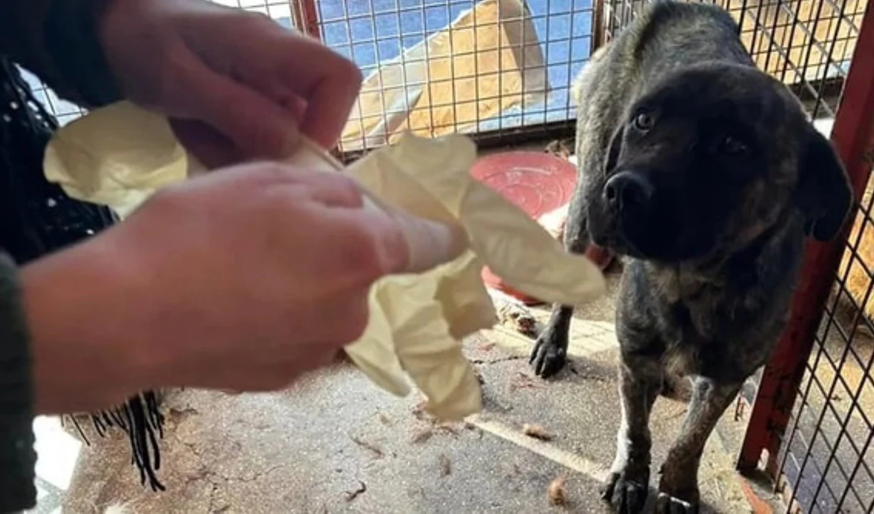 Mamak’taki Skandalı Gözler Önüne Seren Görüntüler: Köpek Kemikleri ve Kafatasları Ortaya Çıktı +18