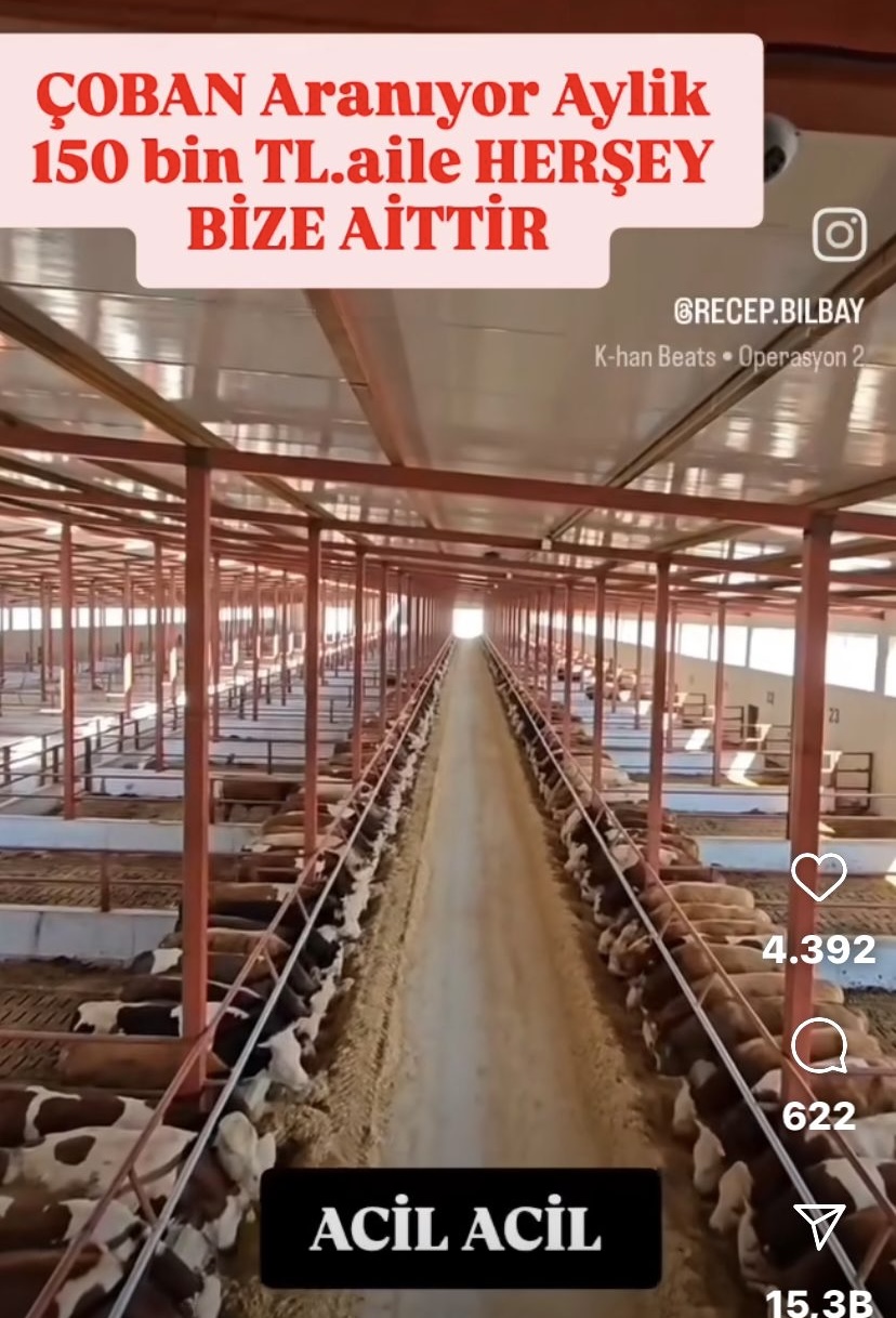 Acil Çoban Aranıyor! Aylık 150 Bin TL