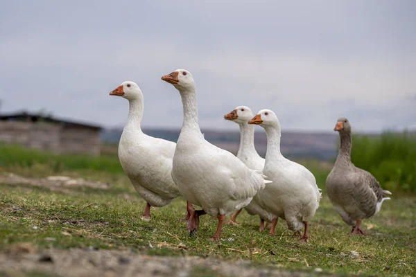 Bulanık’ta Kaz Yetiştiriciliği Projesi Hayata Geçiyor!