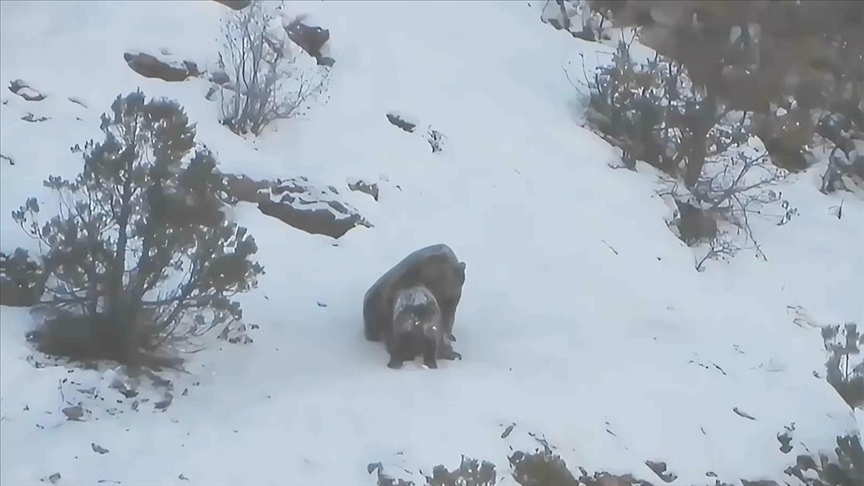 Gümüşhane’de Anne Ayı’nın Yavurusu İle Olan Görüntüleri Yürekleri Isıttı