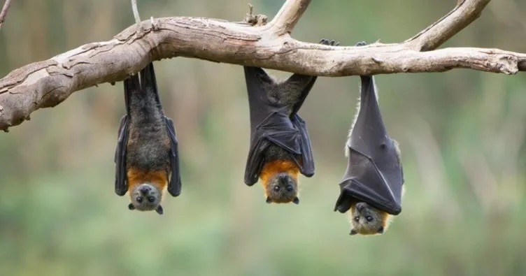 Yarasalardan Bulaşan Yeni Koronavirüs!