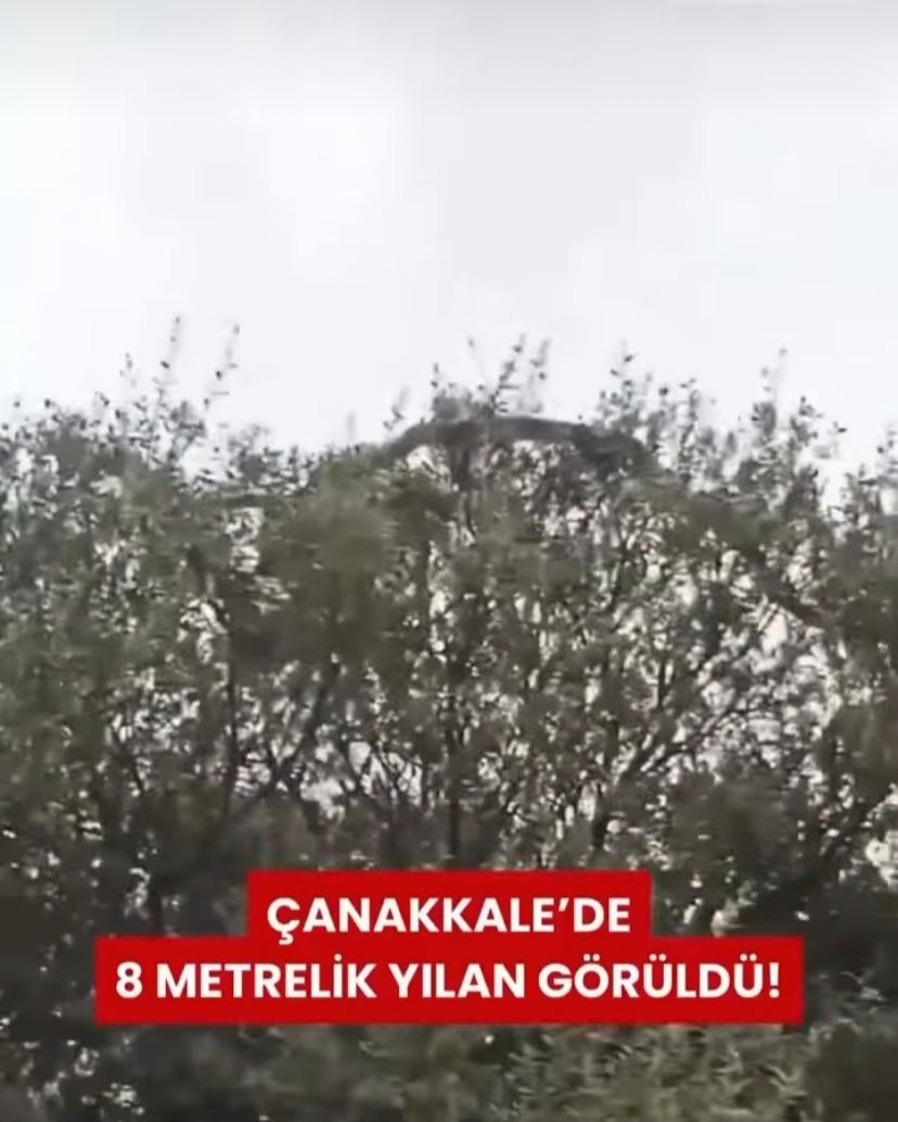 Çanakkale’de 8 Metrelik Yılan Görüldü!