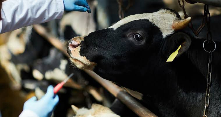 ŞAP Hastalığı Nedir: ŞAP Hastalığı Sebebiyle Karantinaya Alınan Yerler