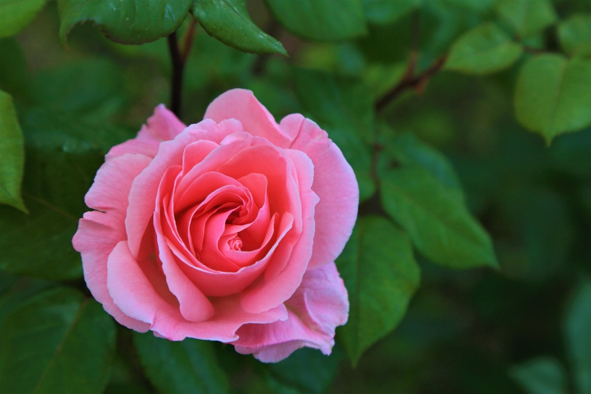 Hıdırellez Gecesi Nedir? Hıdırellez Ne Zaman? Hıdırellez Ritüelleri