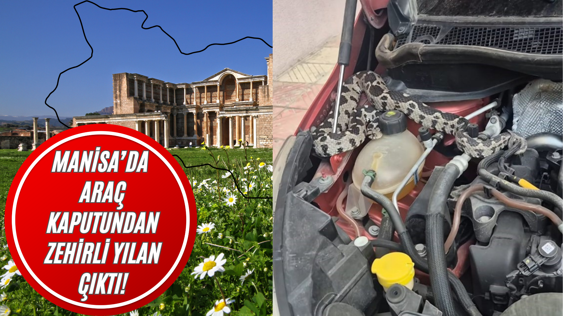 Araç Kaputundan Zehirli Yılan Çıktı!