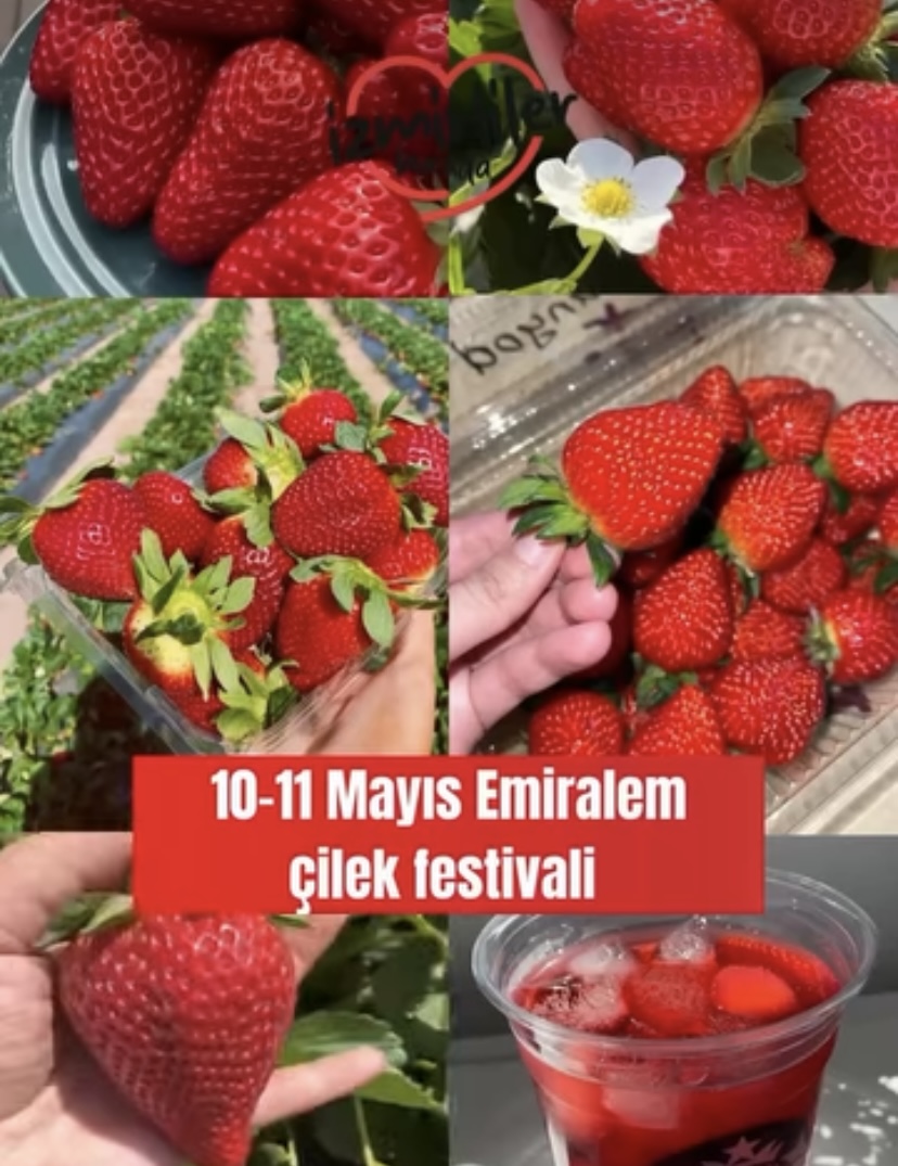Emiralem Çilek Kokusuyla Şenleniyor! 11-11 Mayıs’ta Geleneksel Festival Coşkusu Başlıyor