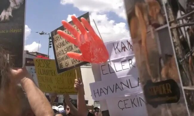 Sahiplendiği Köpekleri Öldürdüğü İddia Edilen Doktordan Akılalmaz Savunma!