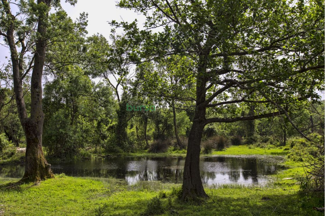 GEZİ ROTASI : KARACABEY LONGOZ ORMANLARI