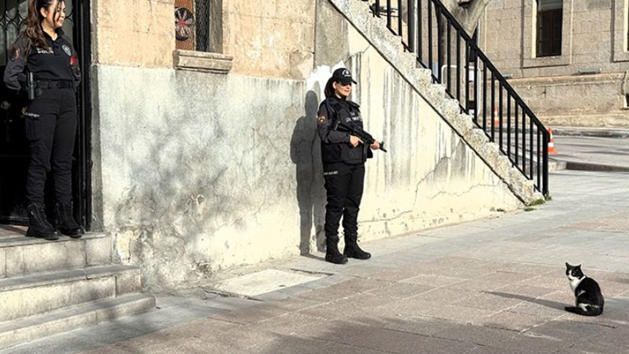 Polisleri nöbette yalnız bırakmayan kedi