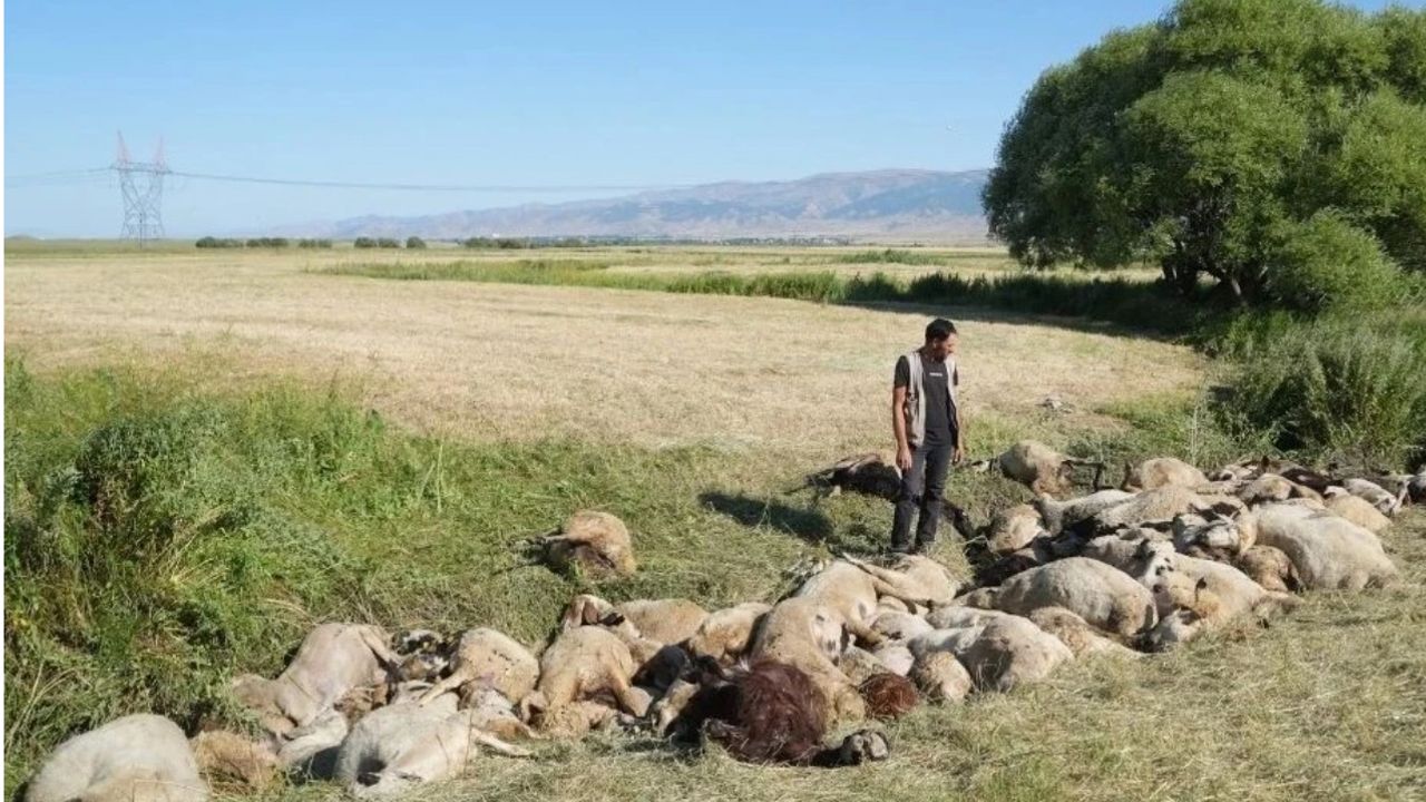 Birbirini ezen yaklaşık 150 koyun telef oldu