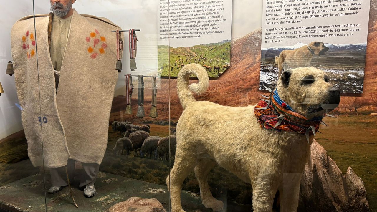 Sivas’ın hafızası; Şehir Müzesi