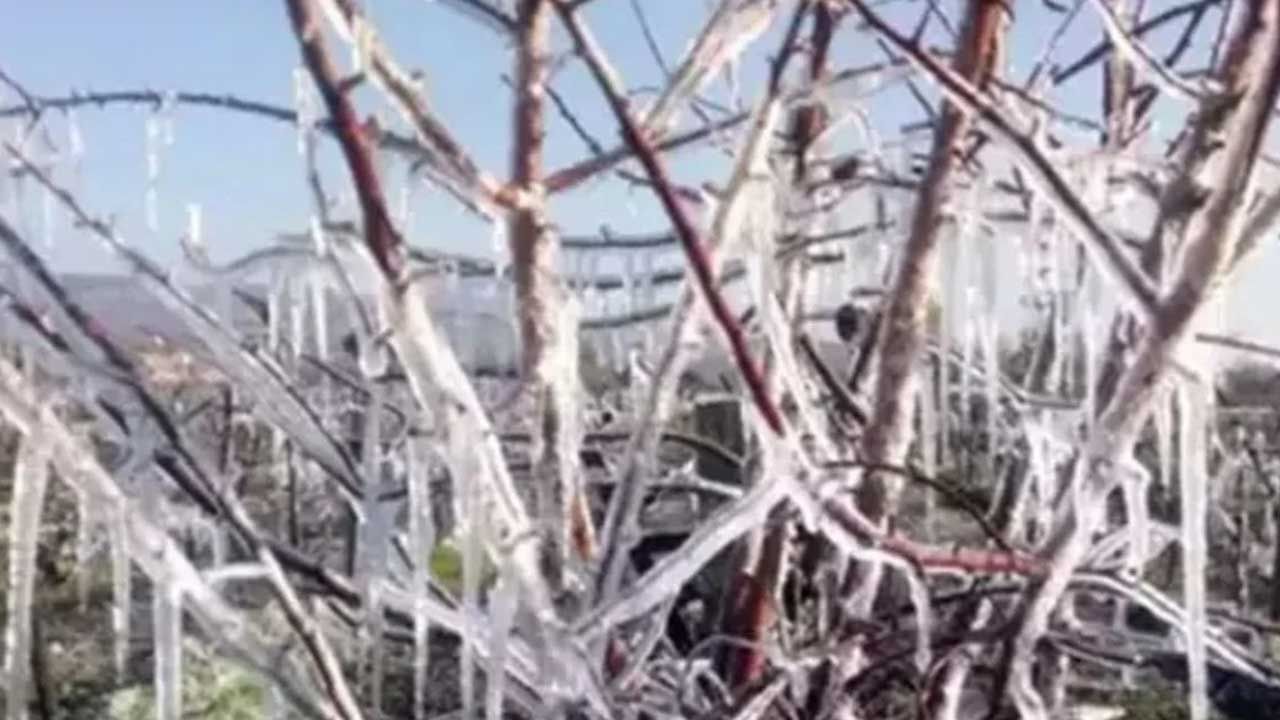 Zirai Don Komisyonu saha ziyaretlerine devam ediyor: Üretici zararı raporlanıyor