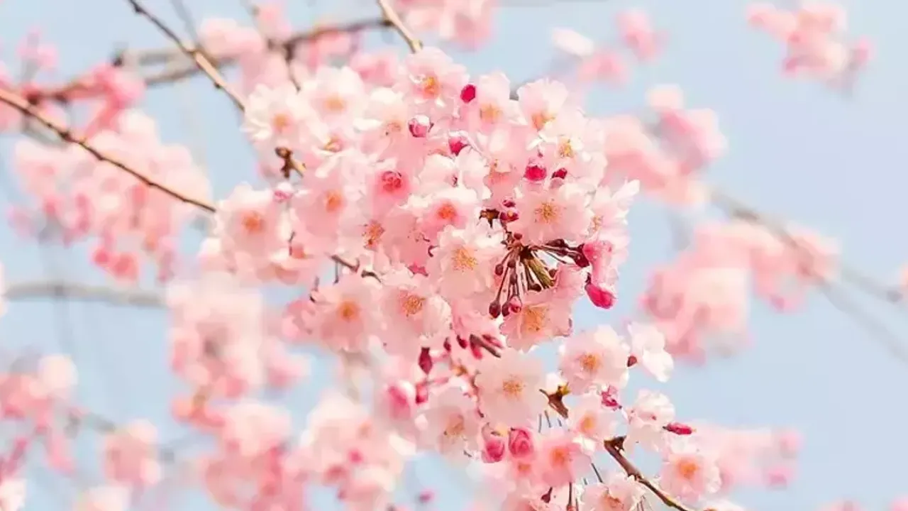 Bahar yaklaşıyor: İkinci cemre suya düştü