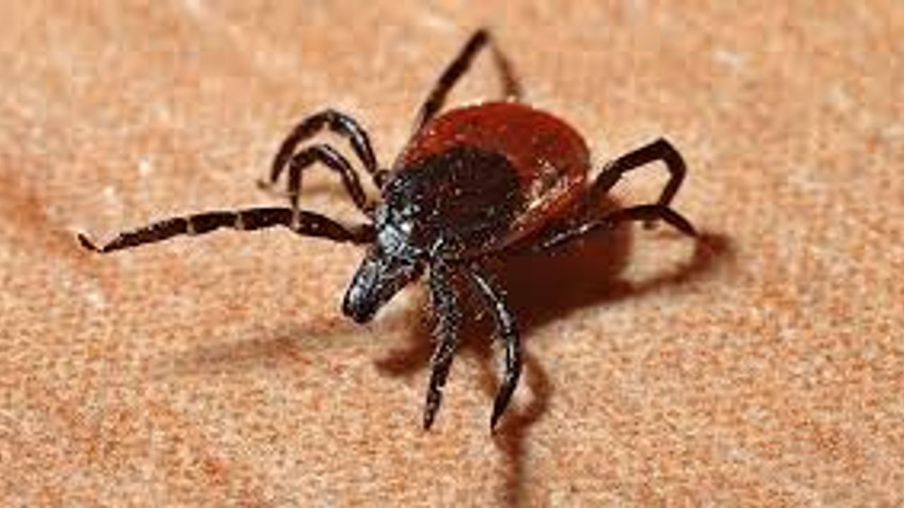 İstanbul’da 2025 yılında 7 bin 2 kene vakası bildirildi