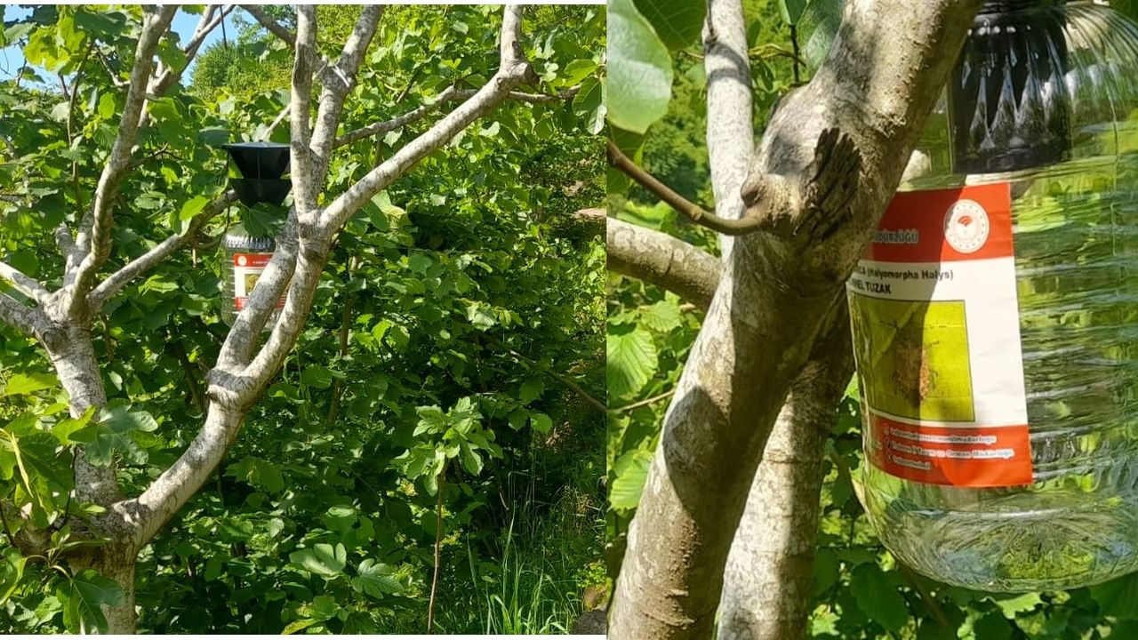 Akçiriş-Çarlaklı ve Üzümözü Mahallelerine kokarca tuzakları yerleştirildi