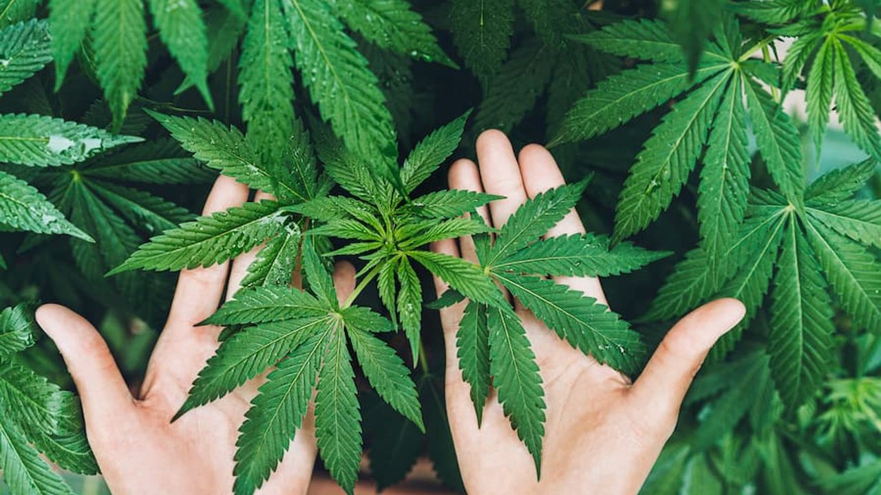 Stratejik ürün kenevirde büyük sıçrama: Tohum ve lif rekor kırdı