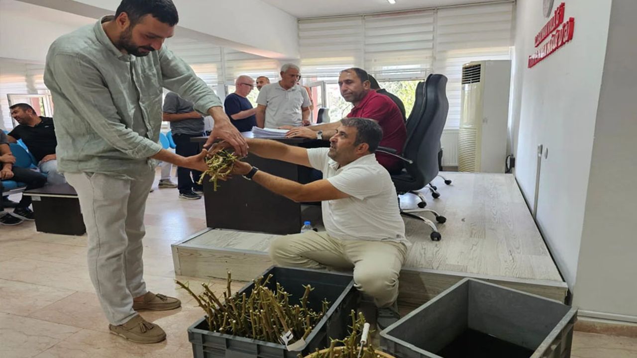 Batmanlı fıstık üreticilerine verim artıracak aşı desteği!