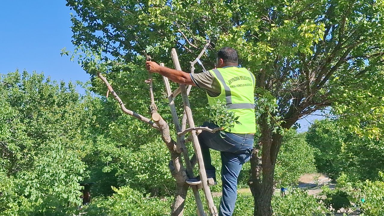 Beypazarı’nda sakızlık ve menengiç ağaçlarına antep fıstığı aşılaması başladı