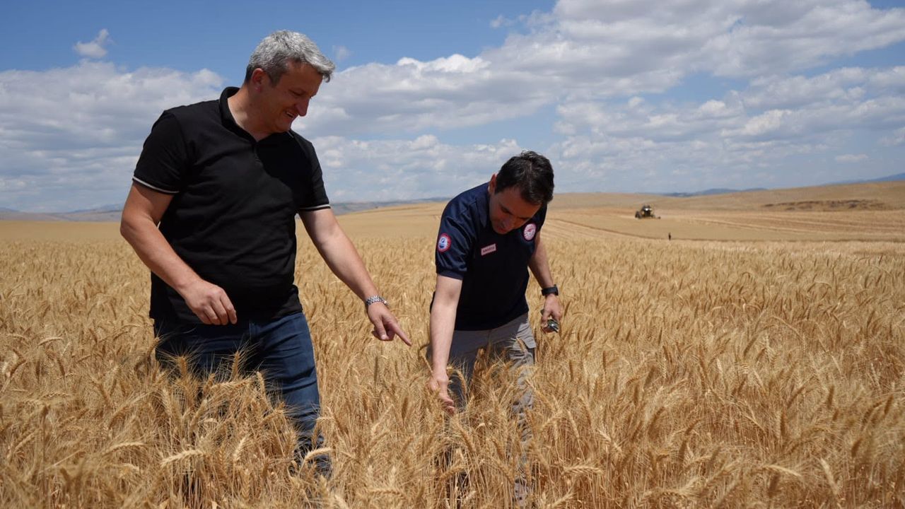 Amasya’da buğday hasadı başladı