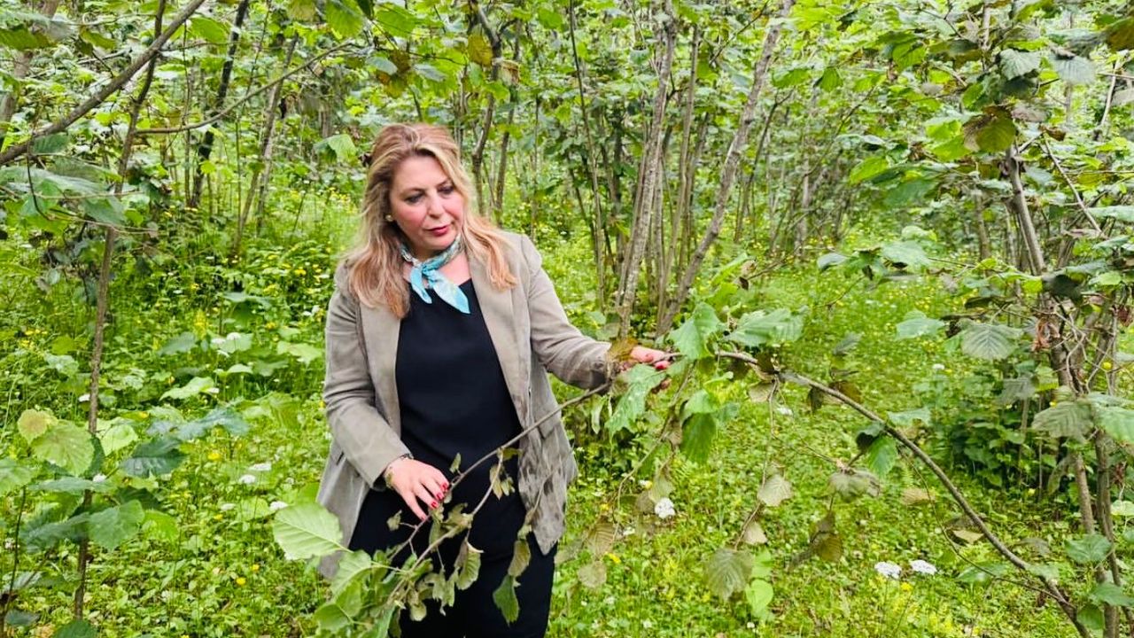Elvan Işık Gezmiş; Fındık alan bazlı destek yükseltilmeli