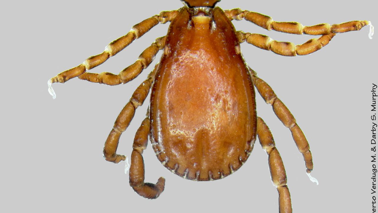 İstanbul’da görülen “Rhipicephalus” türü keneler tehlike oluşturmuyor