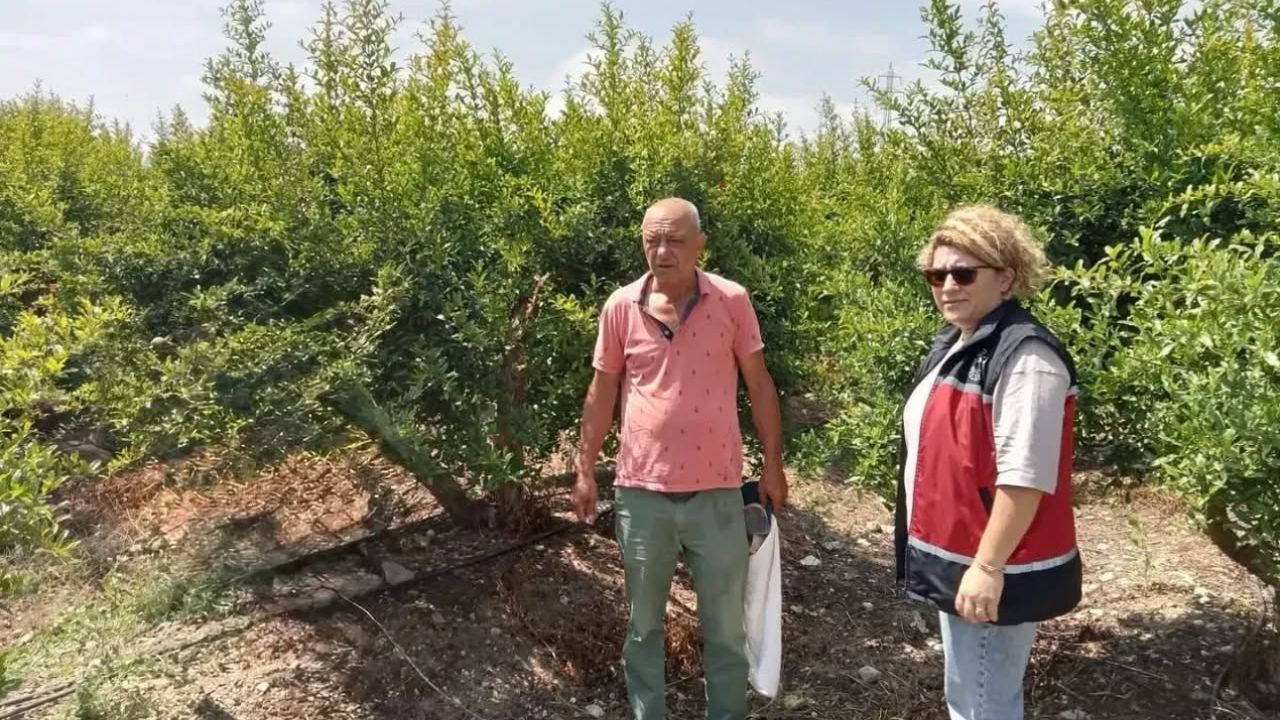 Serik’te nar bahçelerinde biyolojik mücadele öncesi inceleme
