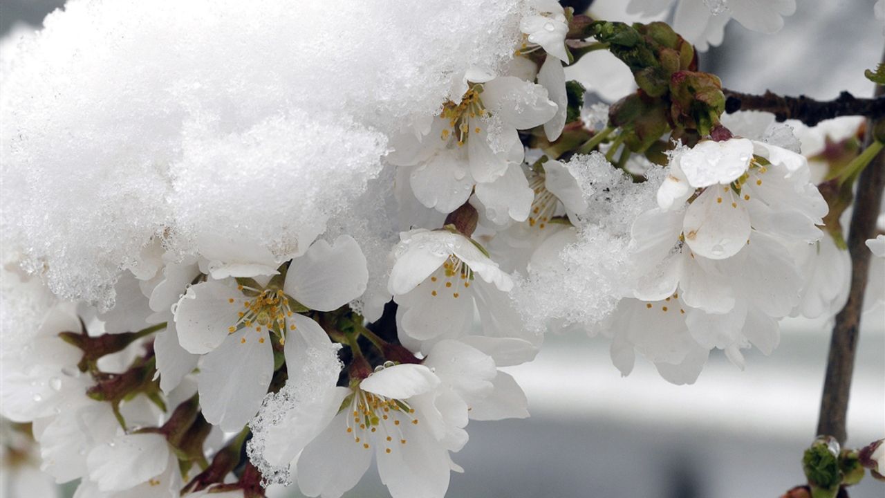 Meclis’te zirai don gündemi: Komisyon ilk kez toplanıyor