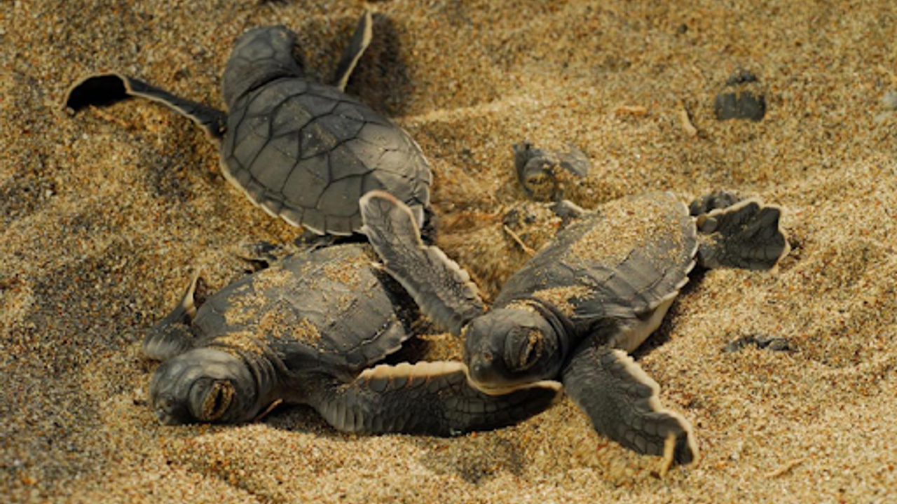 Kaplumbağalar için gece plaja giriş yasağı: 557 bin TL ceza