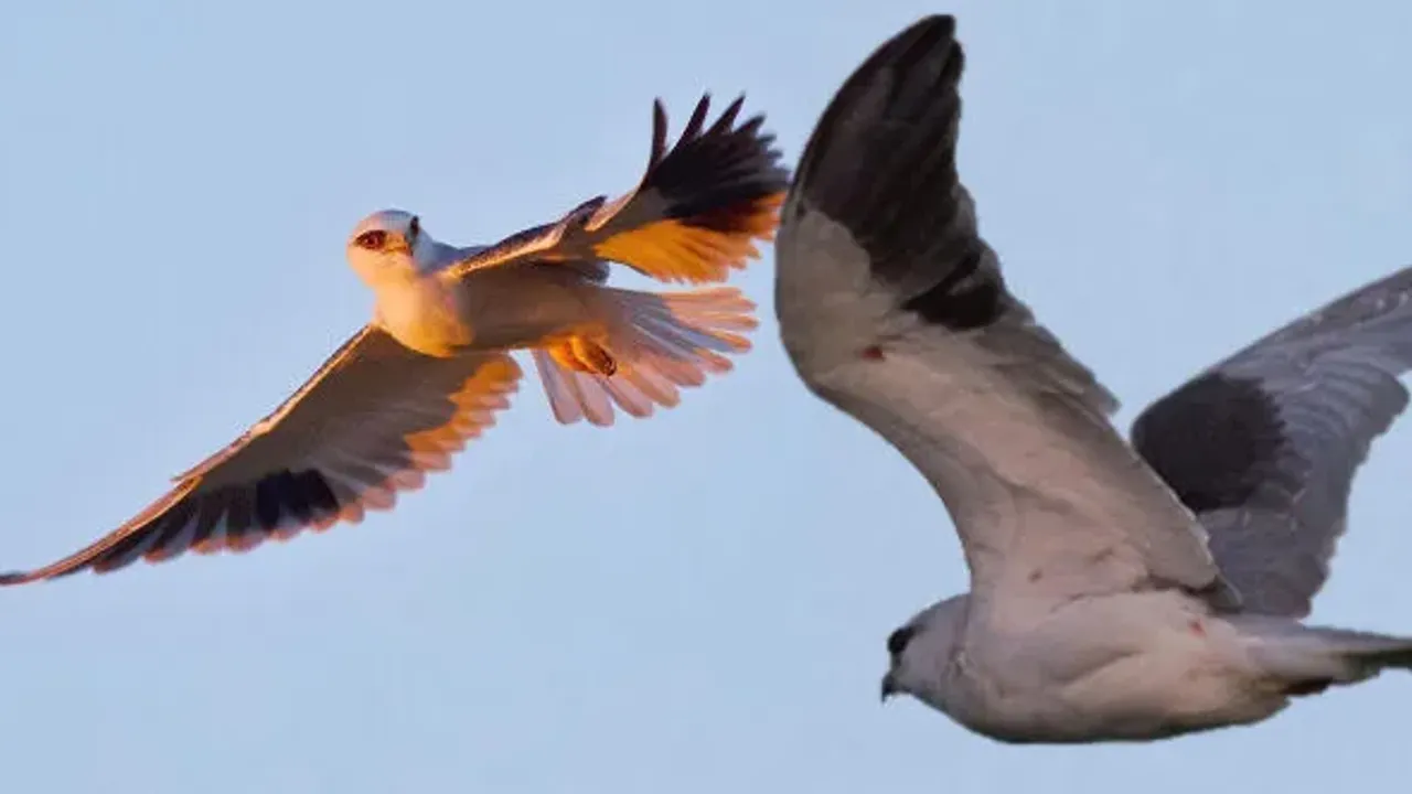 Doğanın kalbi Milleyha Kuş Cenneti, artık koruma altında