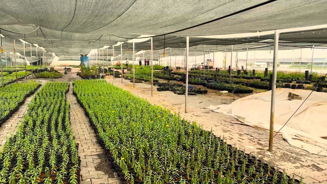 Eyyübiye’nin çiçekleri Eyyübiye Sera Kent’ten