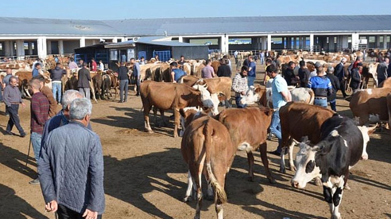 Kars Hayvan Pazarı şap hastalığı nedeniyle geçici olarak kapatıldı