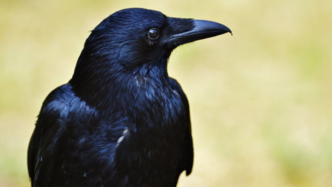 Zekâ sınırları aşılıyor: Kargalar geometrik şekilleri ayırt ediyor