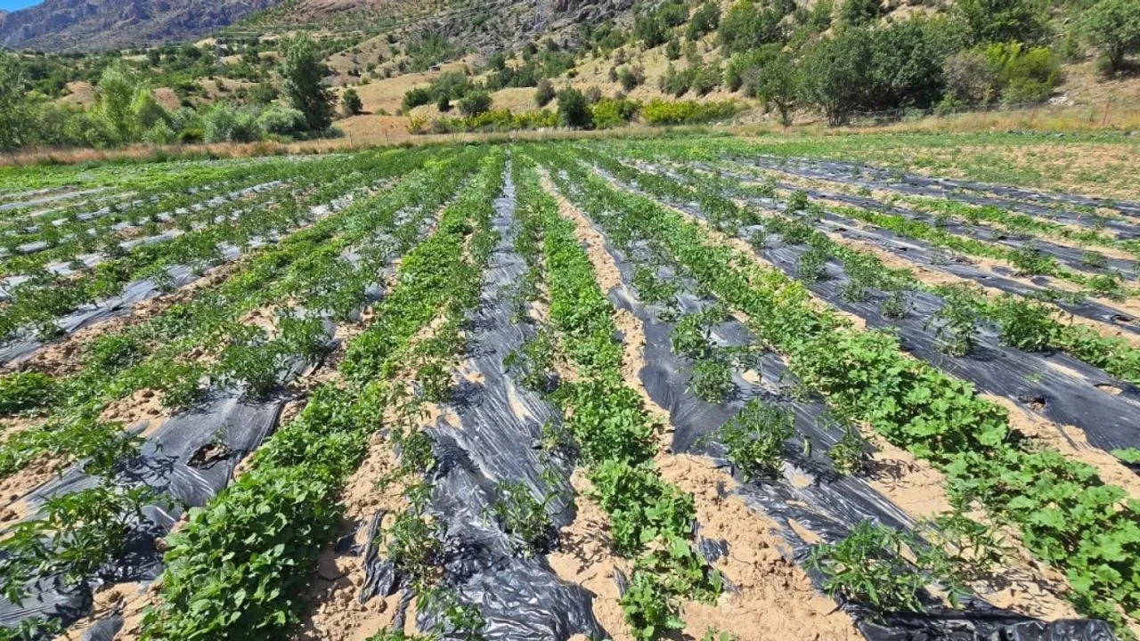 Çamoluk’ta yüzleri güldüren tarım projeleri