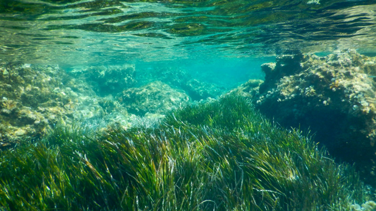 Mavi ekosistemin akciğerleri: Türkiye’nin deniz çayırları karbonu hapsediyor
