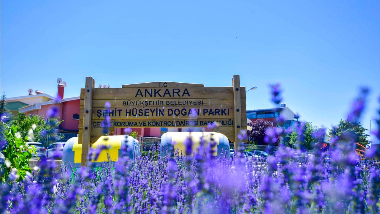 Başkent lavanta kokuyor