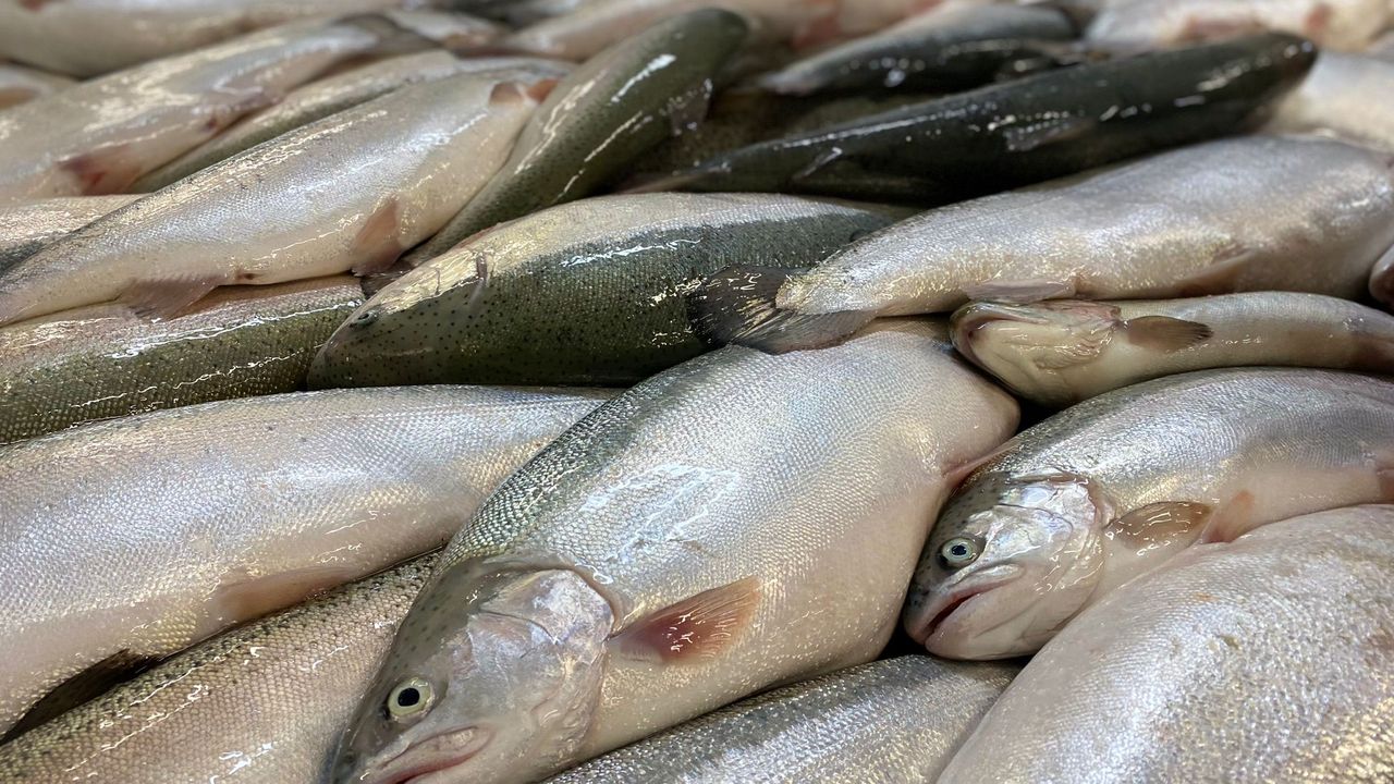 Türk somonu, yılın ilk yarısında 217 milyon dolar ihracat geliri sağladı