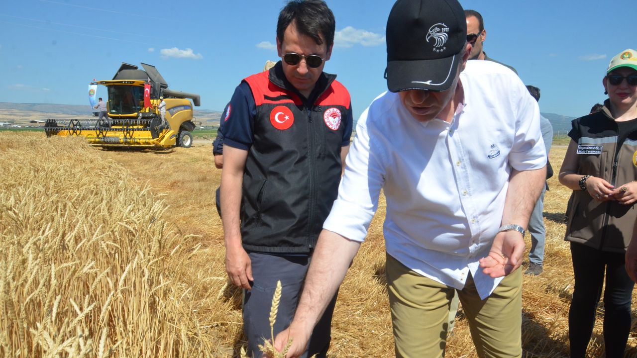 Amasya Gökhöyük Tarım İşletmesi’nde 2025 yılının ilk buğday hasadı gerçekleştirildi