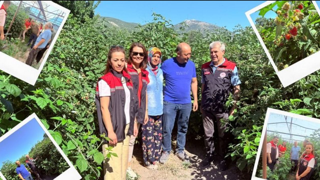 Isparta’da serada ahududu yetiştiriciliği denemesi yapıldı
