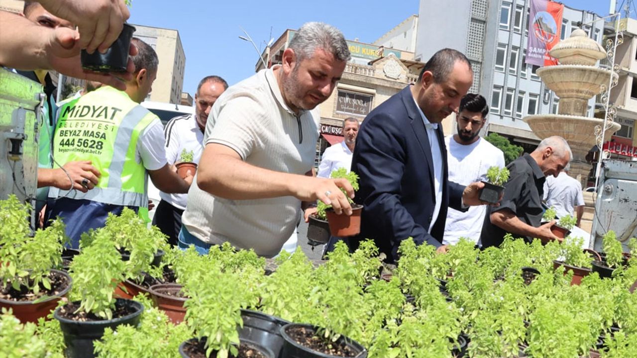 Mardin Midyat’ta fesleğen ve reyhan dağıtıldı