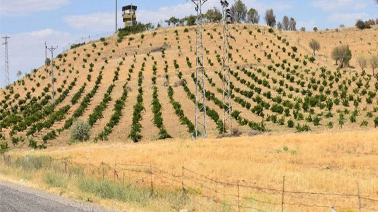 Gercüş’te bağcılık dahada gelişecek