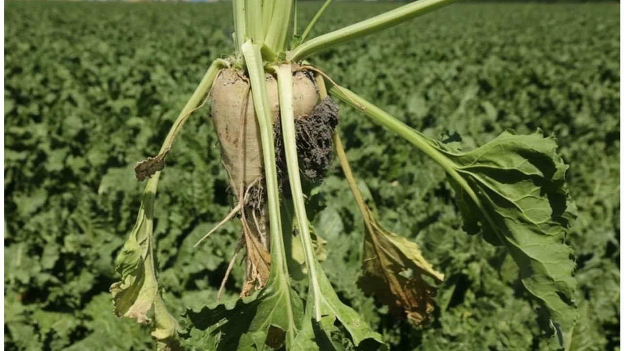 Pancar üreticisine 410 milyon TL sulama avansı desteği