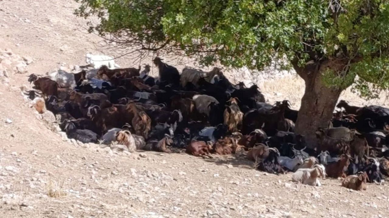 Batman’da kavurucu sıcaklar hayvanları vuruyor: Su ve gölge mücadelesi