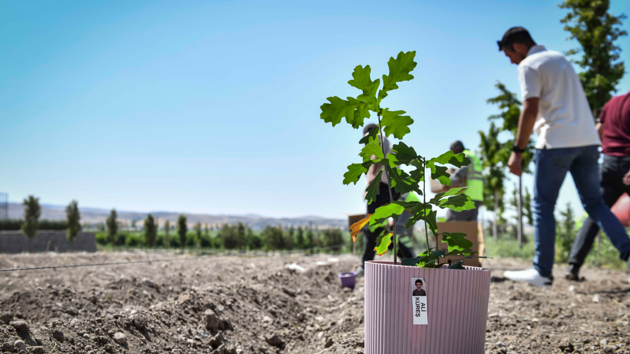 Miniklerin yetiştirdiği meşe palamutları Ata Çiftliği’nde doğayla buluştu